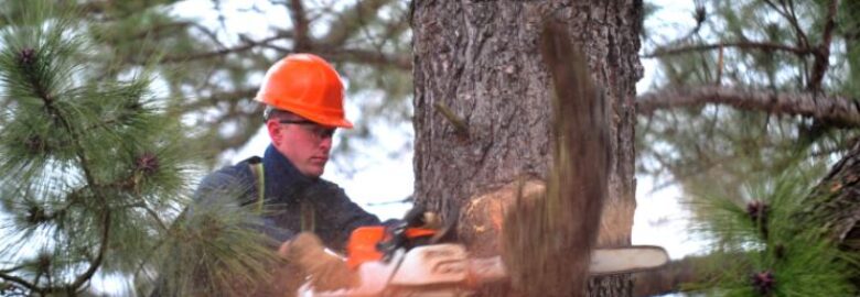 Tree Lopping Service Ipswich